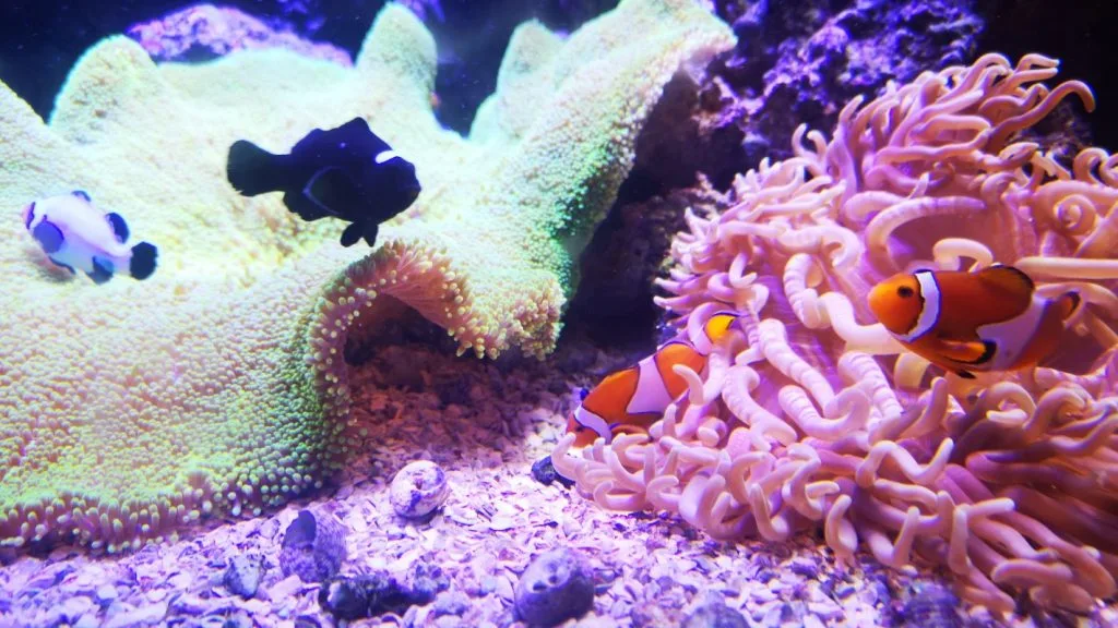 AquaRIo akvarijum