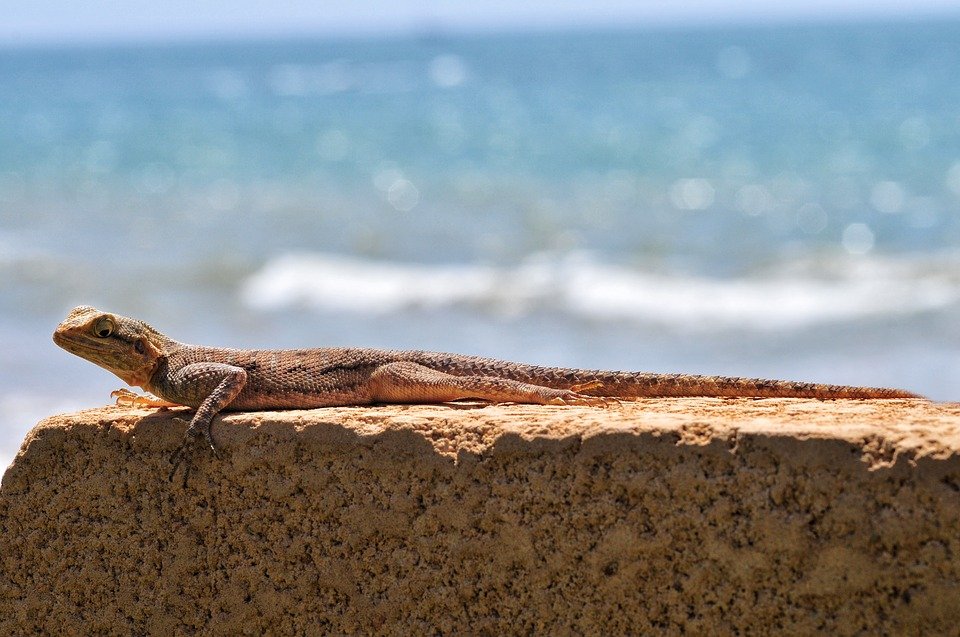 Senegal