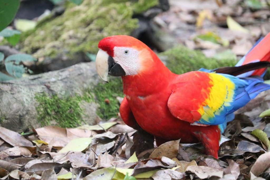 Ara papagaj Honduras